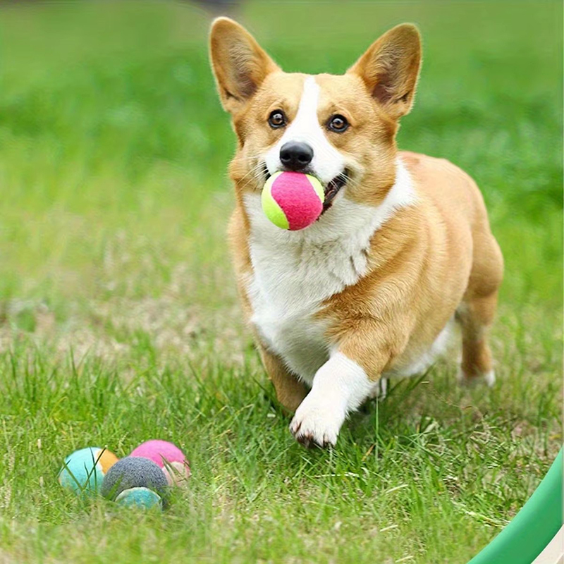 1/2pcs Balls Toy Solid Hard Ba - Outdoor Hunting Toys review and price
