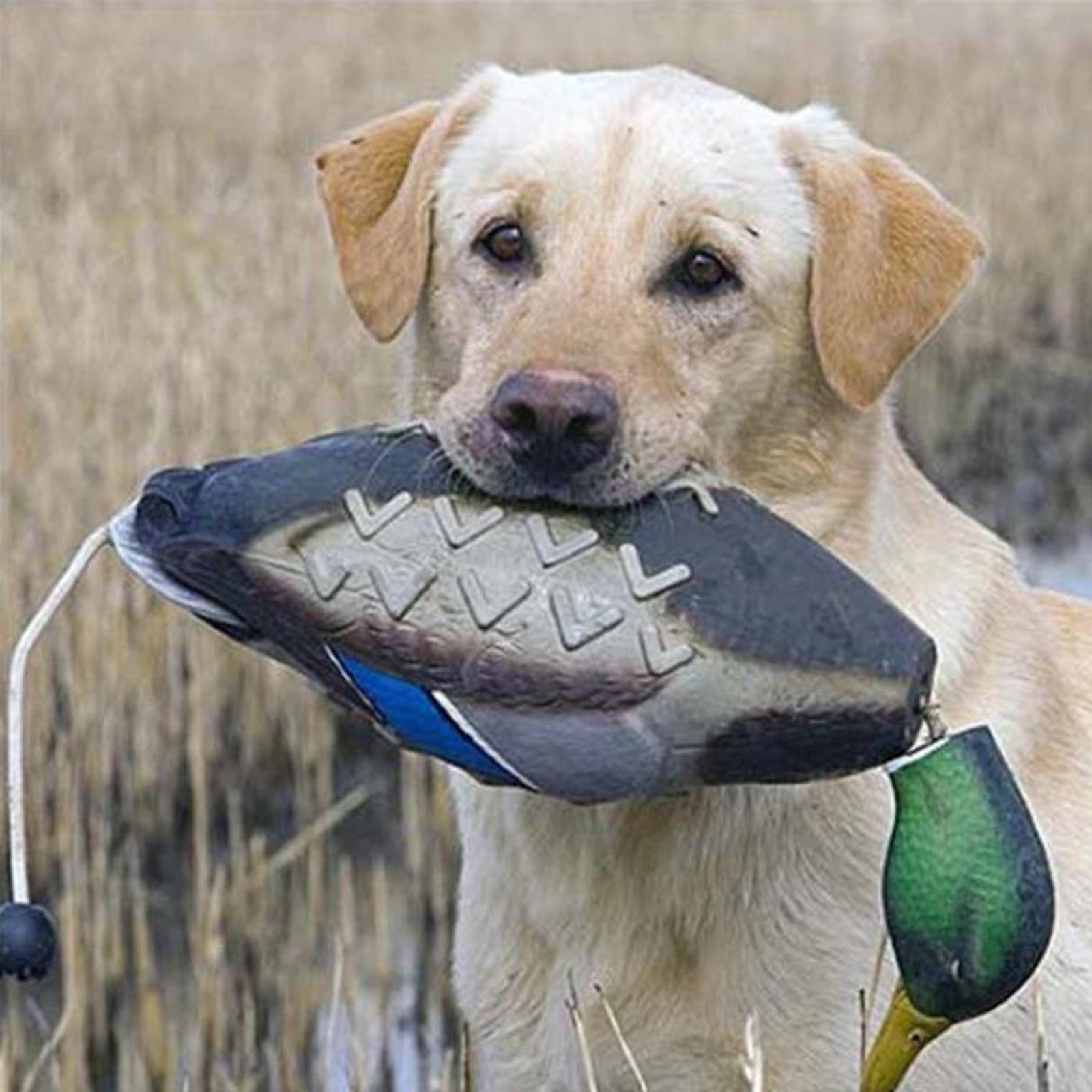 Mallard Duck Decoy Simulation  - Decoy Duck Plastic review and price